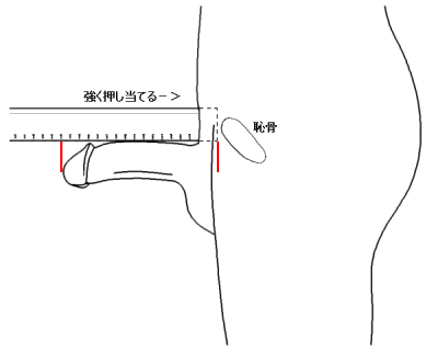 自分の勃起サイズ把握してる？多くの男性が知らないペニスサイズの測り方 | コンドーム大百科