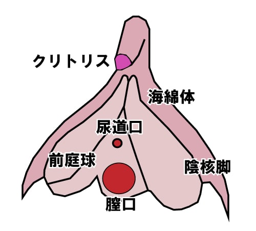 女性が「感じる」メカニズム Gスポットは気持ち良い「から」現れる快感スポット｜感じるところ｜森田敦子 -