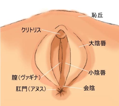 【性教育】女性器から白い愛液？本当に感じているサイン？