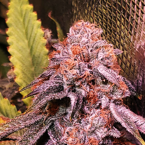 Purple Hindu Kush BX3 Seeds