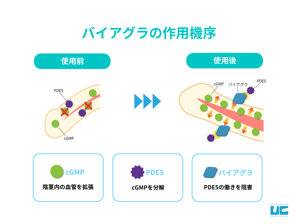 勃起角度の正常値とは？医師が解説する原因と改善方法 – メンズ形成外科 | 青山セレス&船橋中央クリニック