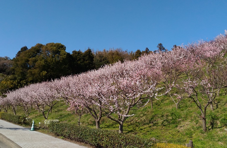 福津市 あんずの里 | pave-page garden