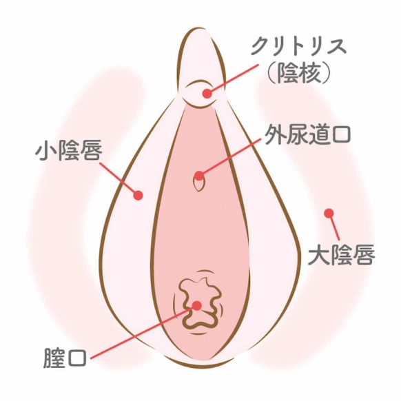 クリトリス（陰核）包茎手術｜京都の美容外科すなおクリニック(四条河原町)