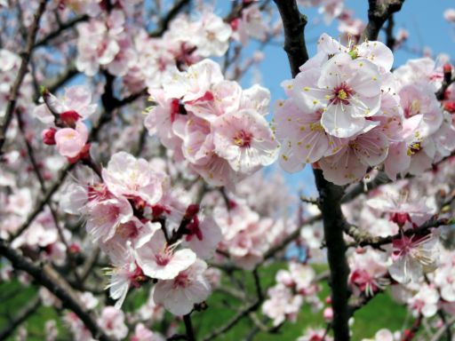 あんずの花の開花状況について（3月7日現在）