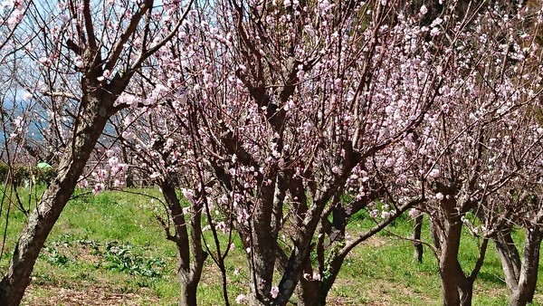 千曲市あんずの里 アンズ花開花状況。満開から散り始め。2020.04.03. |