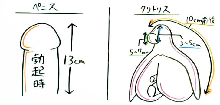 短小包茎とは！短小は何センチから？日本人の平均サイズや治療法 - アトムクリニック - atom-clinic