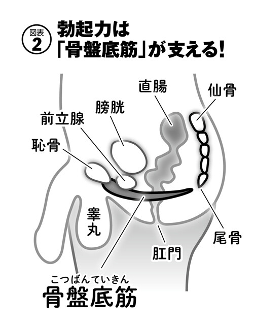 大量射精する方法は射精までの時間を長くするのがよい | 男性生殖器マニア