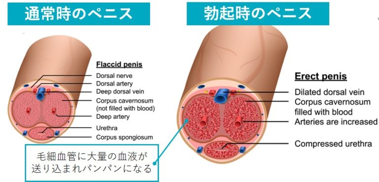 ペニスを大きくする理論的な「チントレ」方法【図解・動画】 | セクテクサイト