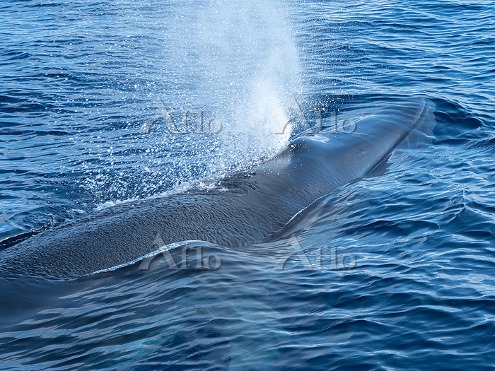 クジラの潮吹き」の写真素材 | 210件の無料イラスト画像 | Adobe