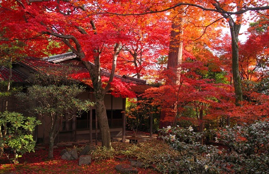 京都で庭園の紅葉が美しい名所は？定番の人気スポットと混雑を混雑回避が可能な穴場スポットをご紹介！！|caedeKyoto[カエデ京都] 紅葉 と伝統美を引き継ぐバッグ