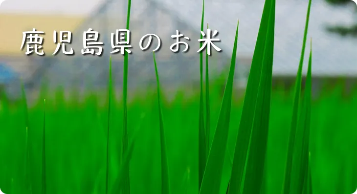 送料無料 鹿児島県産 鹿児島