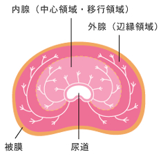 風俗の前立腺マッサージって？プレイのやり方と注意点を解説！ | FQSS