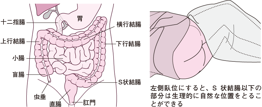 １.姿勢に関する用語 ・側臥位（そくがい）、横臥位（おうがい） 横向きに寝た姿勢。