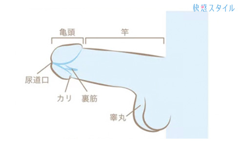 尿道オナニーの正しいやり方！歴15年の筆者が気持ちよさと痛みのリアルも教えます | 恋メモH