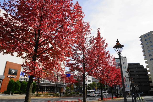 息を飲む綺麗な街並みの高級住宅街、新百合ヶ丘の住環境を知る