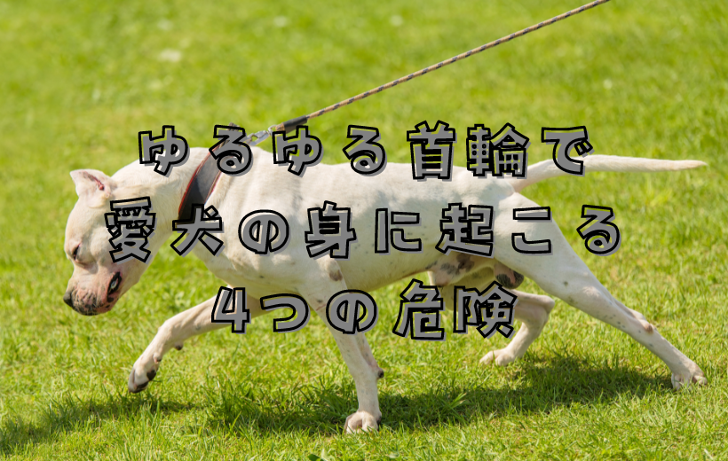 犬を待つということ - 犬研