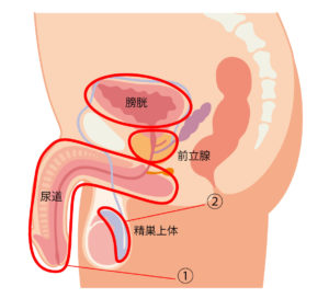 性病を放置するとどうなる？】クラミジア・淋病を放っておくと危険な理由とは？ – サコダ・レディースクリニック