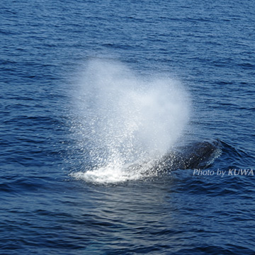 クジラの潮吹き」の写真素材 | 210件の無料イラスト画像