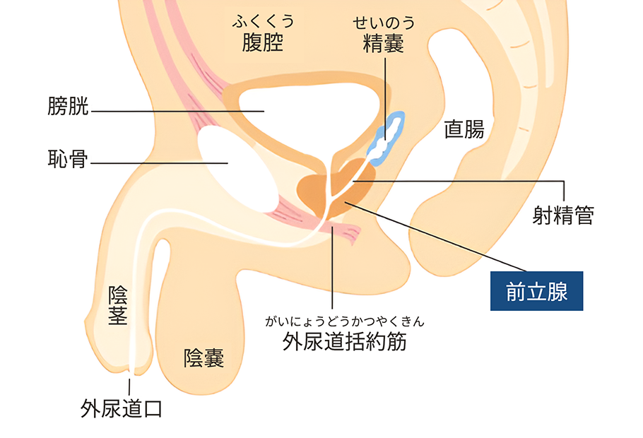 前立腺を刺激するのはアネロスのヘッド部だけとは限らない。アネロスと前立腺の位置の関係 | アネドラ