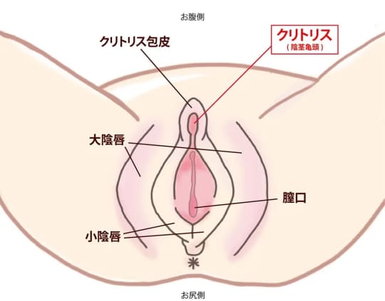 クリトリスの場所はどこ？構造・役割と快感を感じるためのいじり方 | Ray(レイ)