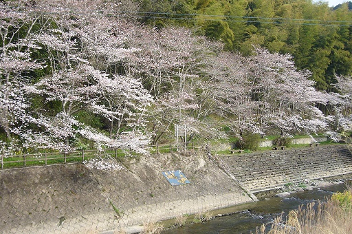 日向神ダムの千本桜、福岡・八女の桜の名所は湖・桜・奇石のコラボレーション - 時遊zine