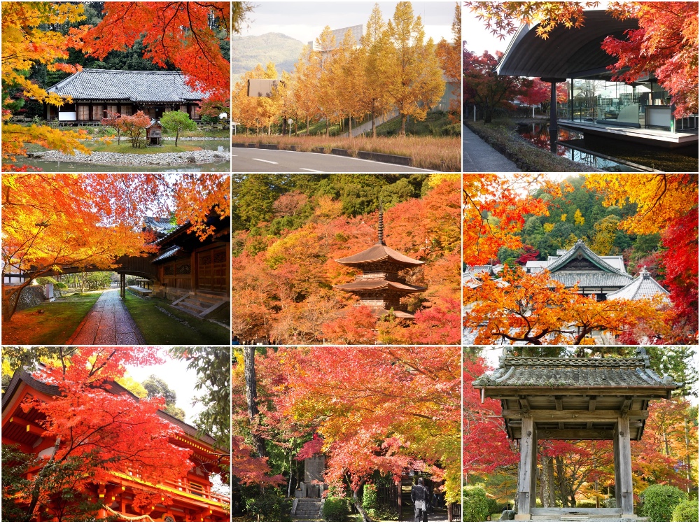 地元民だけが知る、京都の穴場紅葉スポット！木々が燃えるように色づく、とっておきの「あの」場所とは？ | ［楽活］rakukatsu