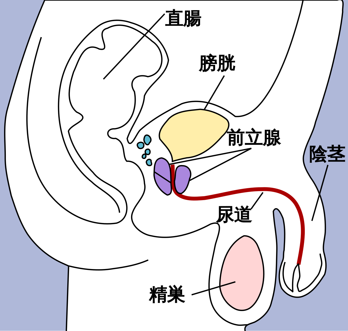 ちんこを太く大きくする方法！おすすめ順に紹介