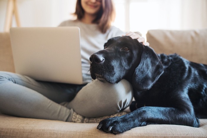 犬の感受性はどのくらい豊かなの？ | わんちゃんホンポ