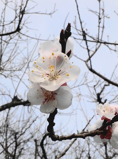 あんずの花が見ごろを迎えています（あんずの里）