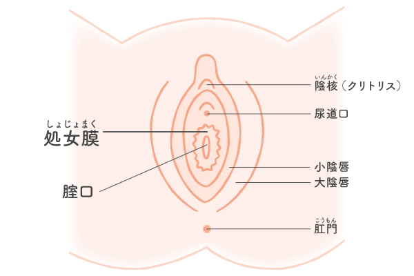 女性６０人に聞いた、はじめてのセックス入門【男性向け】│モテちゃん