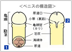 早漏男性がフェラでイカないための6つのコツ｜原因・トレーニング・意識したいことも解説！｜駅ちか！風俗雑記帳