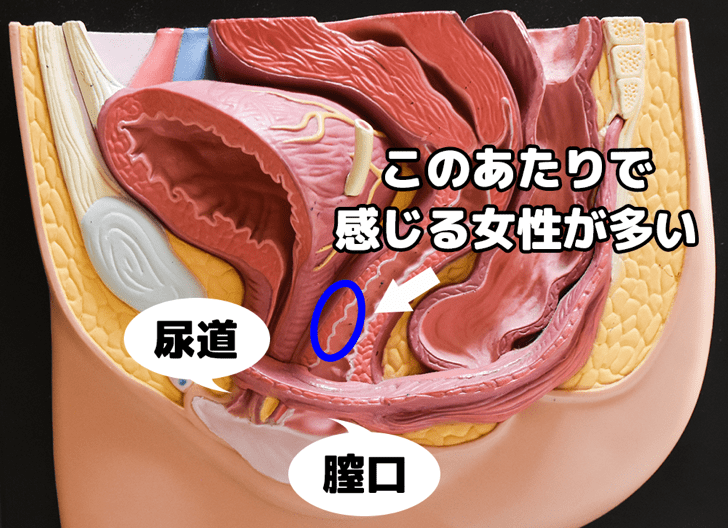 女性が中イキしやすくなる方法やコツからできない原因まで解説 | コラム一覧｜ 東京の婦人科形成・小陰唇縮小・婦人科形成（女性