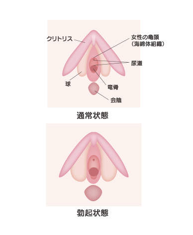 クリトリスの皮を剥くコツは？クリイキするための正しい剥き方をイラストでチェック