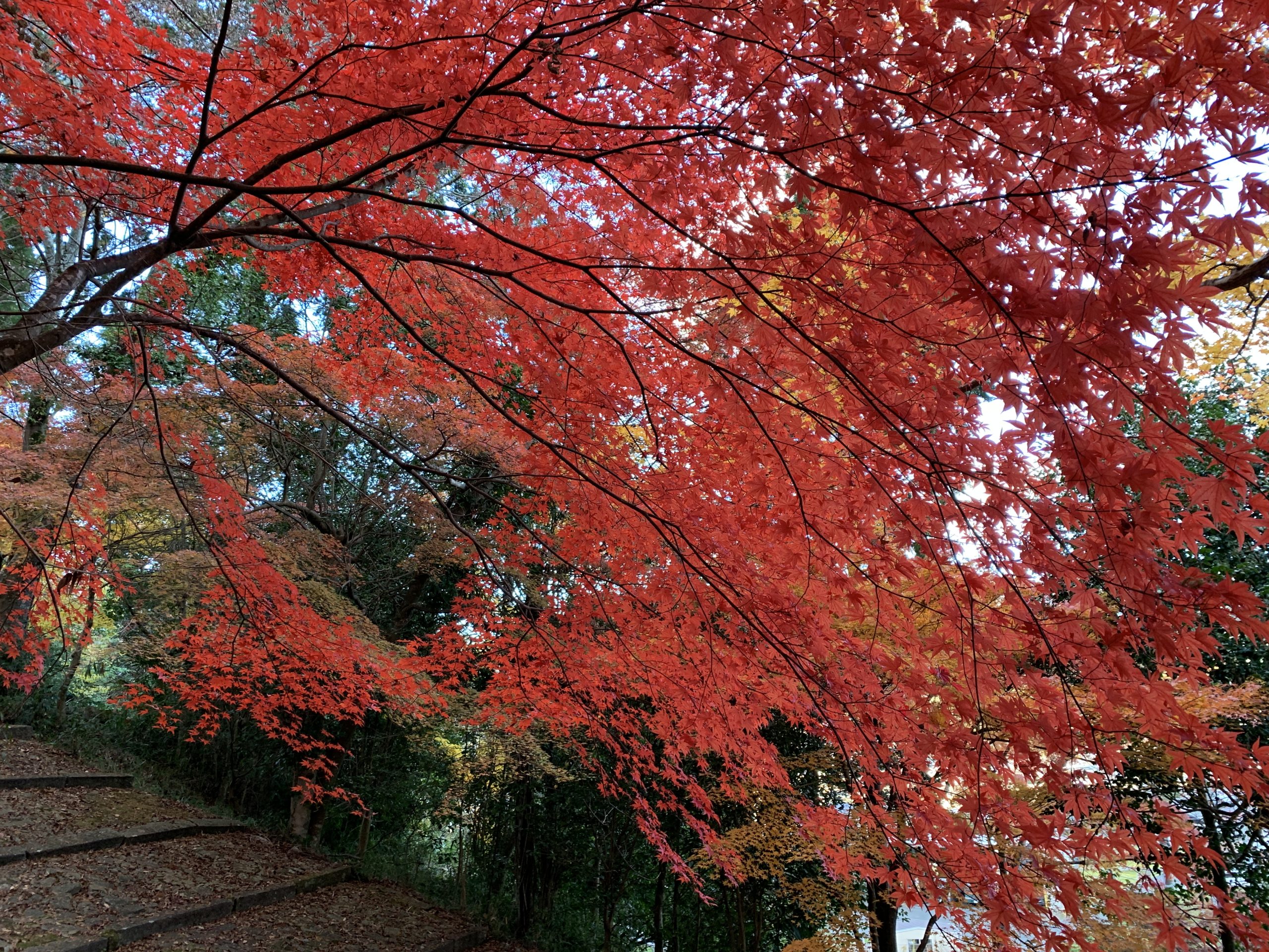 京都 紅葉穴場スポット 粟田神社