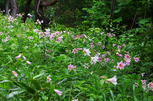 ヒメサユリの高城・袴腰のはずだったのに。。。