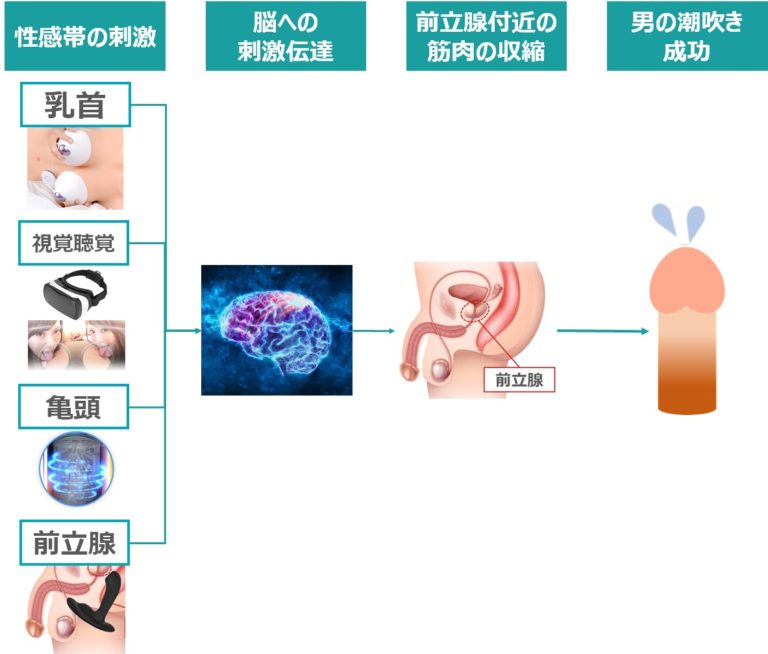 男の潮吹き」の真実 ～被験者が語る潮吹きのやり方～ -