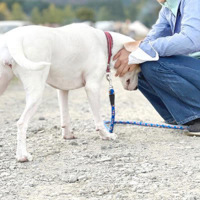 俺に首輪つけといて」と言った彼は何を考えているのか冷静に分析してみた｜メガネ君の彼女