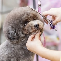 ペットペット-福島県会津若松市にあるペットショップ【ペットサロン しみずカンセキ店】詳細