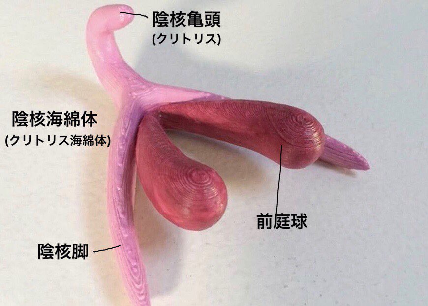 女子〇生を180°開脚で拘束してクリトリスを徹底的に〇〇した[前編] - オル巣の木 (オル巣)の投稿｜ファンティア[Fantia]