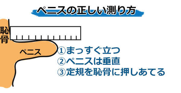 女性が思う理想のペニスサイズ – メンズ形成外科