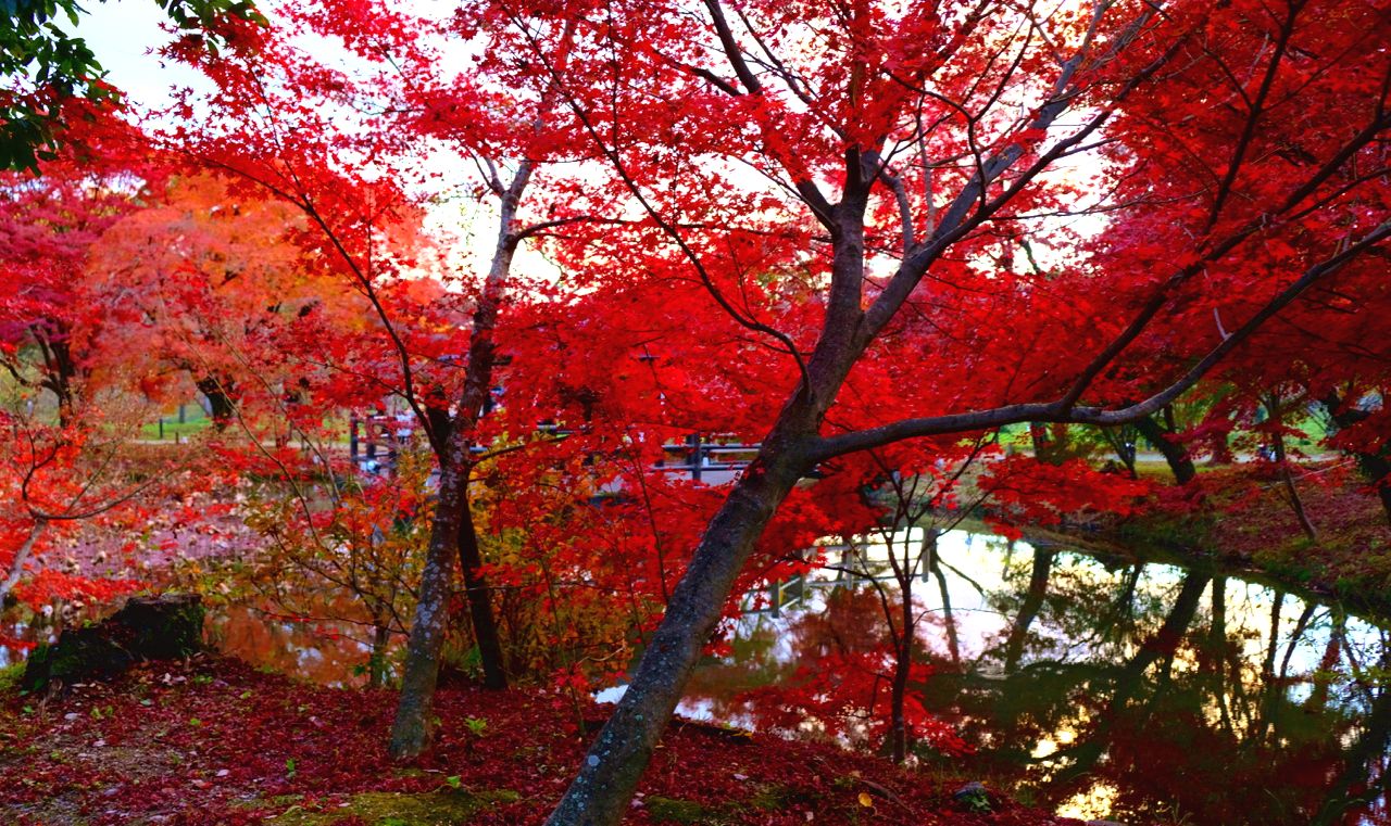 2022】京都府の紅葉名所｜今年はどこ行く？地域別穴場特集 - ページ 2