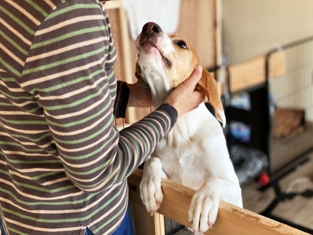 埼玉県のマルチーズの子犬を価格や特徴で探す|ペットショップ探すならpetmi