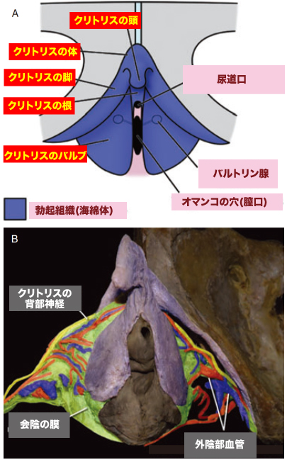 性知識イミダス：女性の生殖器を知ろう②外性器 | 連載コラム |