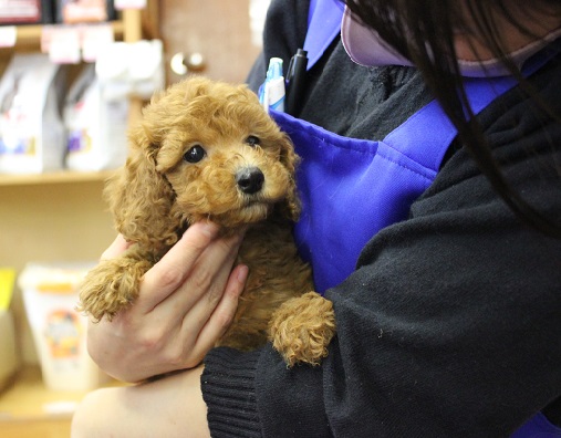 新松戸店限定⭐️ふわふわ天使の羽衣ちゃんフェア開催中⭐️