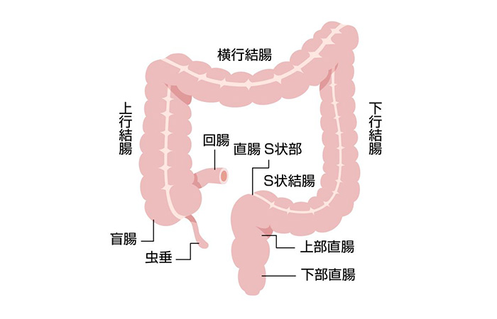 アナルの最強性感帯・S字結腸を開発してS字イキする方法 | シンデレラグループ公式サイト