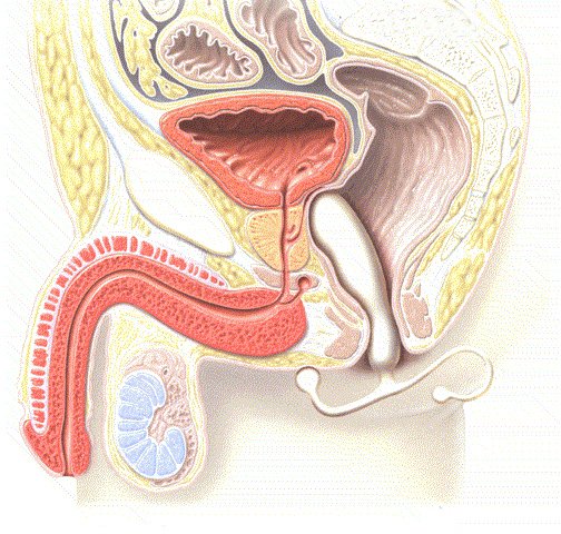 性感帯とは？女性の感じやすい場所や開発法 - 夜の保健室