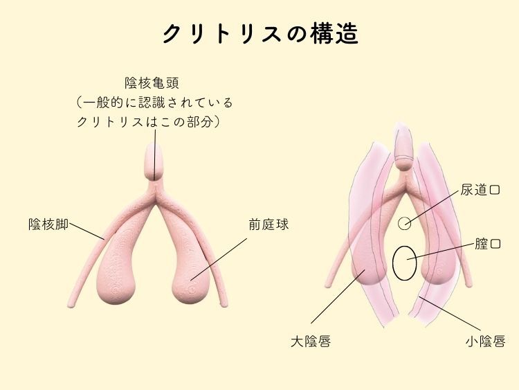 女性の脚ピン（足ピン）オナニーについて - TENGAヘルスケア