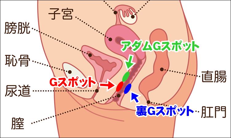 Gスポットについて解説！手マンのやり方と押さえておくべき注意点 | ユメトノ