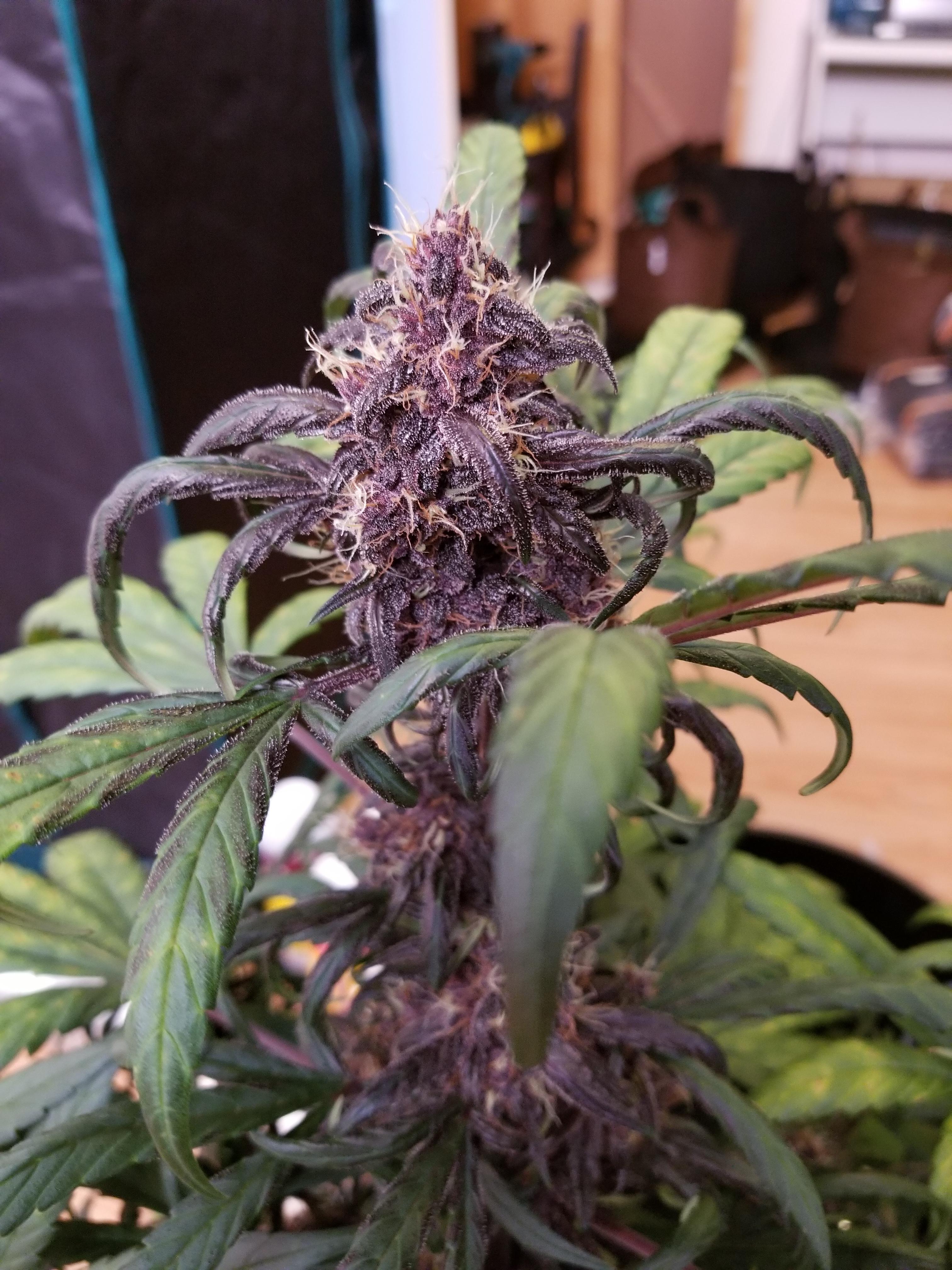 smoldering purple kush cannabis