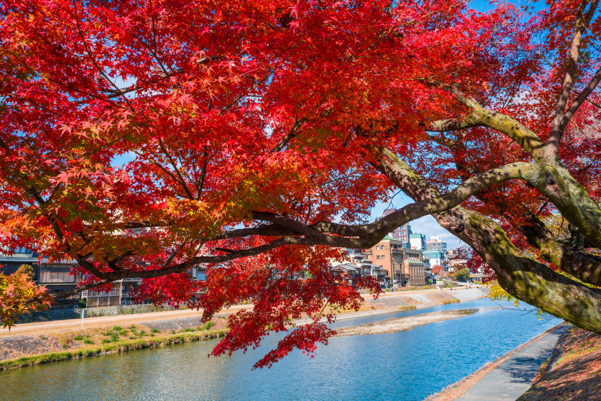 京都の紅葉は郊外がおすすめ！レンタカーで行く穴場スポット3選 | 京都の格安レンタカー、1日1,860円～【ベストレンタカー】